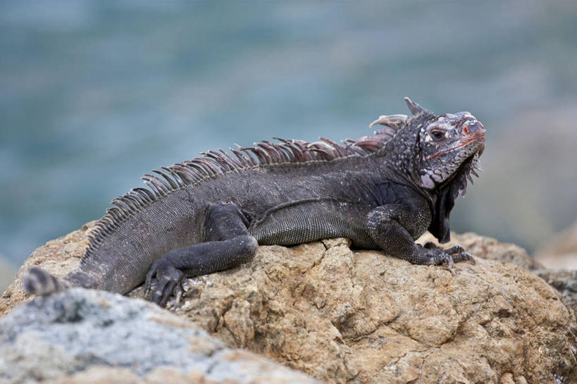 无人,横图,室外,特写,白天,野生动物,蜥蜴,加拿大,动物,摄影,石龙子,泉龙,猪婆蛇,四脚蛇,蜴,巨蜥,彩图