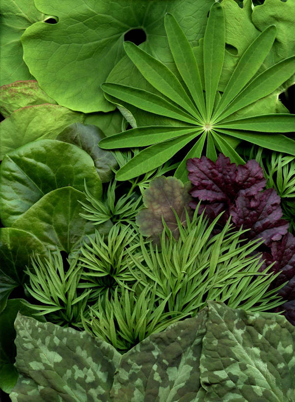 无人,竖图,特写,叶子,美国,绿色,摄影,多样,蕨类,清新,缅因州,白羽扇豆,彩图