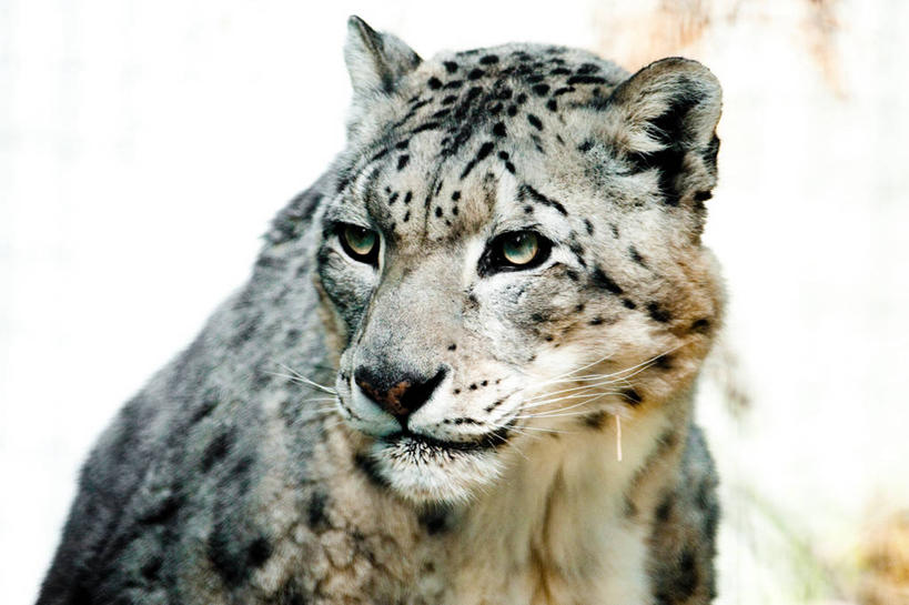 无人,横图,室外,白天,野生动物,美国,摄影,美洲豹,雪豹,彩图