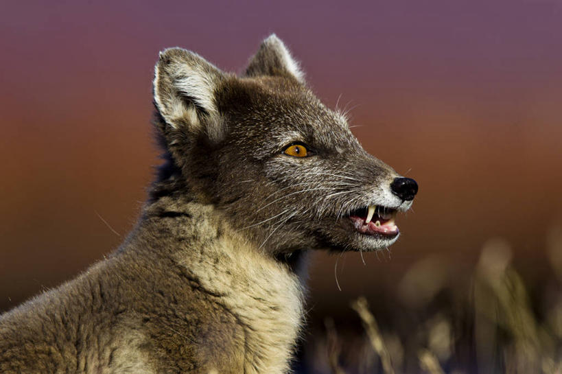 无人,横图,室外,特写,狐狸,野生动物,挪威,咆哮,生气,黄昏,摄影,北极狐,斯瓦尔巴德群岛,彩图,朗伊尔城