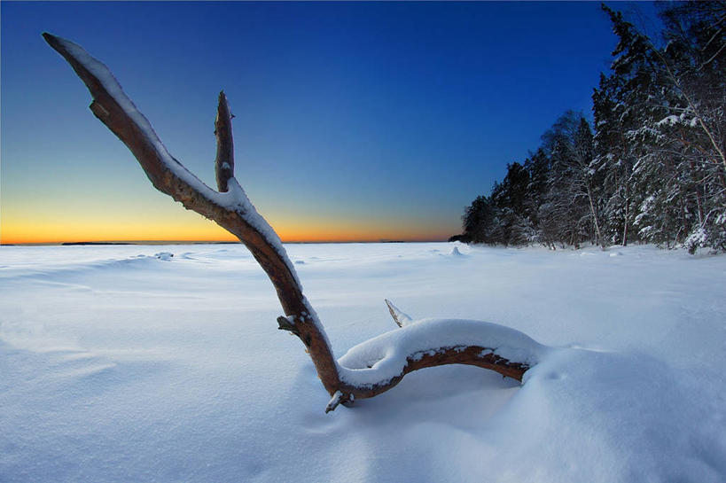 无人,横图,室外,白天,雪,芬兰,地形,枝,首都,霜,树,风景,自然,寒冷,摄影,巨大,庞大,宁静,脆弱,万里无云,赫尔辛基,宏大,硕大,伟大,彩图