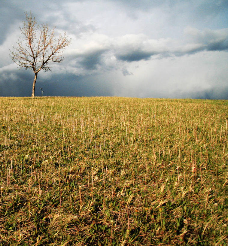 无人,竖图,室外,白天,农业,山,加拿大,田地,云,草,天空,自然,摄影,宁静,卡尔加里,彩图,独处