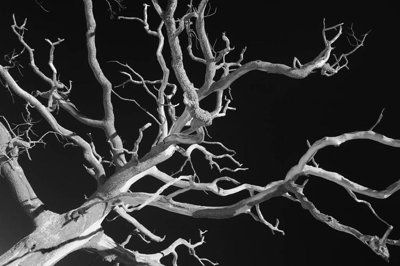 无人,横图,室外,夜晚,仰视,英国,枝,天空,摄影,死亡,橡树,结束,坎布里亚,彩图,低角度拍摄