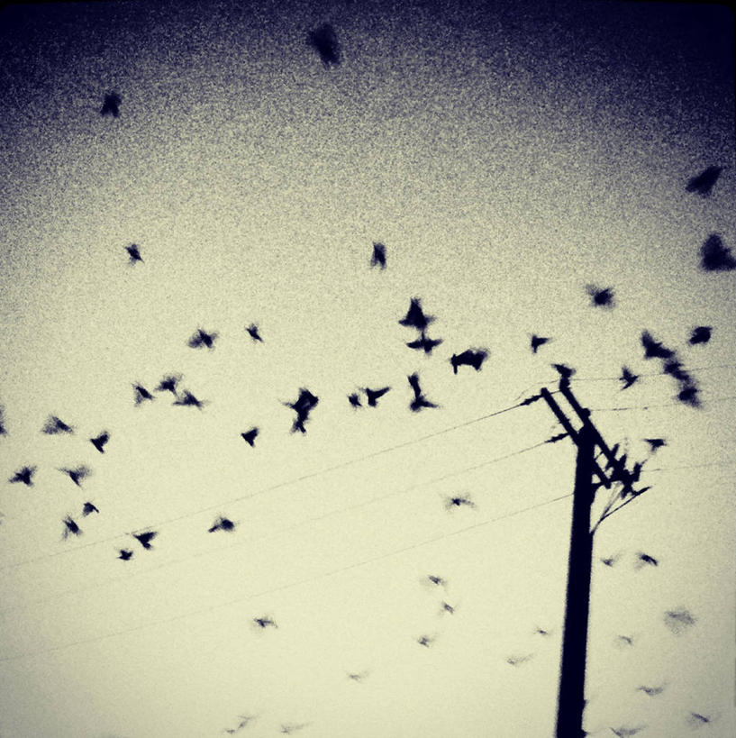 无人,竖图,室外,野生动物,美国,一群,许多,鸟类,电线杆,很多,半空,联系,飞,天空,黄昏,电话线,摄影,乌鸦,加利福尼亚,剪影,肌理,彩图