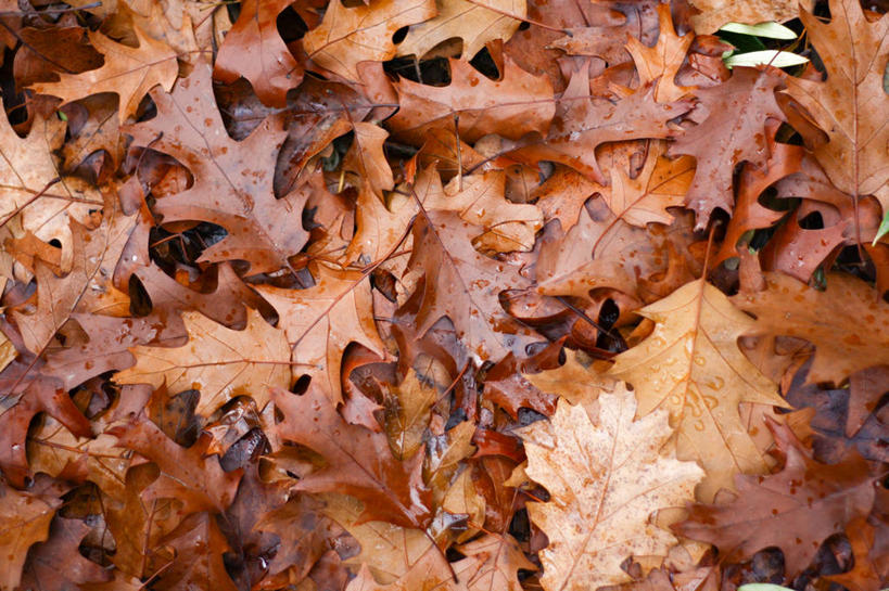 无人,横图,俯视,室外,特写,白天,背景,地毯,叶子,意大利,许多,褐色,很多,自然,摄影,脆弱,改变,橡树叶,彩图,高角度拍摄,全画面,全框架,全帧,全画幅