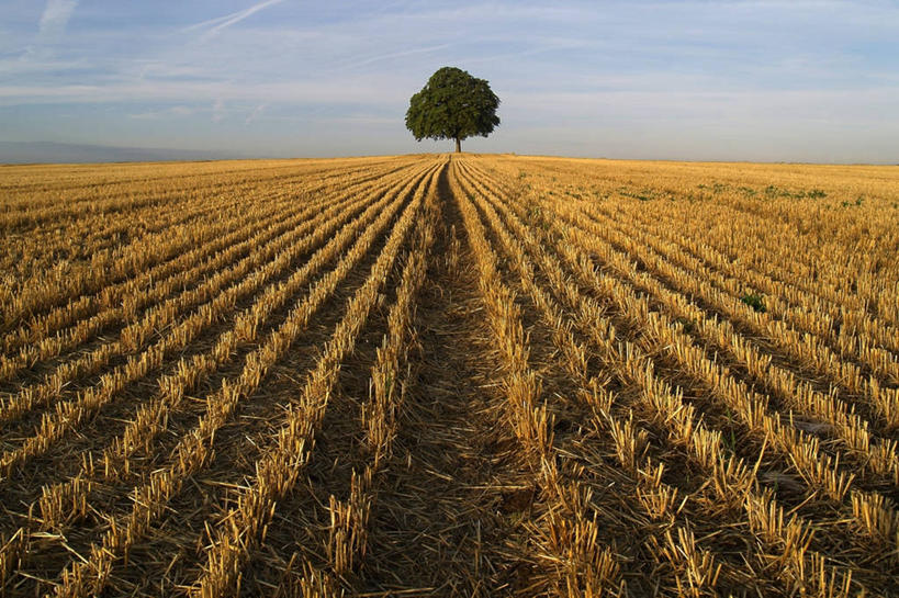 无人,横图,室外,白天,农业,小麦,法国,一排,整齐,田地,云,谷类,排列,天空,自然,摄影,生长,宁静,队列,栗树,彩图,独处