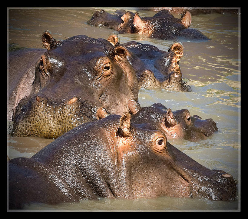 无人,横图,室外,特写,白天,水,河马,野生动物,肯尼亚,湿,动物,摄影,五只,彩图,马赛马拉国家保护区