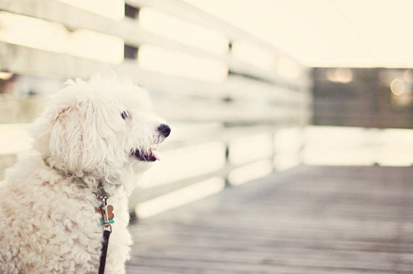 无人,公园,栏杆,码头,坐,横图,室外,白天,侧面,宠物,狗,美国,白色,家畜,摄影,北美,北美洲,美洲,狗链,佛罗里达,佛罗里达州,佛州,阳光州,北亚美利加洲,亚美利加洲,彩图,美利坚合众国