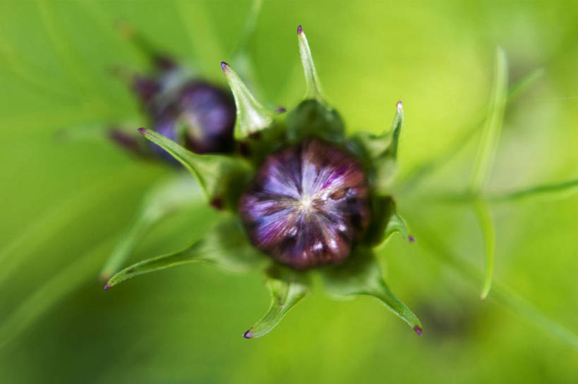 无人,横图,室外,特写,白天,英国,花蕾,花,绿色,自然,摄影,大波斯菊,生长,脆弱,清新,开端,彩图