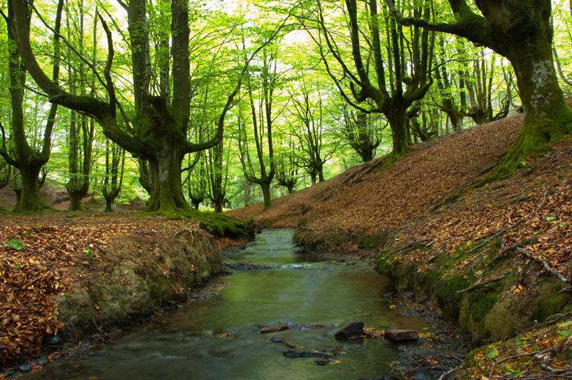 无人,横图,室外,白天,森林,山,西班牙,树,树干,小溪,自然,摄影,生长,宁静,山毛榉树,比斯开省,彩图
