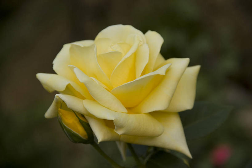 无人,横图,室外,特写,白天,美景,西班牙,盛开,景观,花蕾,花,花瓣,花朵,鲜花,一朵,黄色,自然,花苞,花蕊,景色,摄影,脆弱,清新,自然风光,阿维拉,彩图,阿维拉省