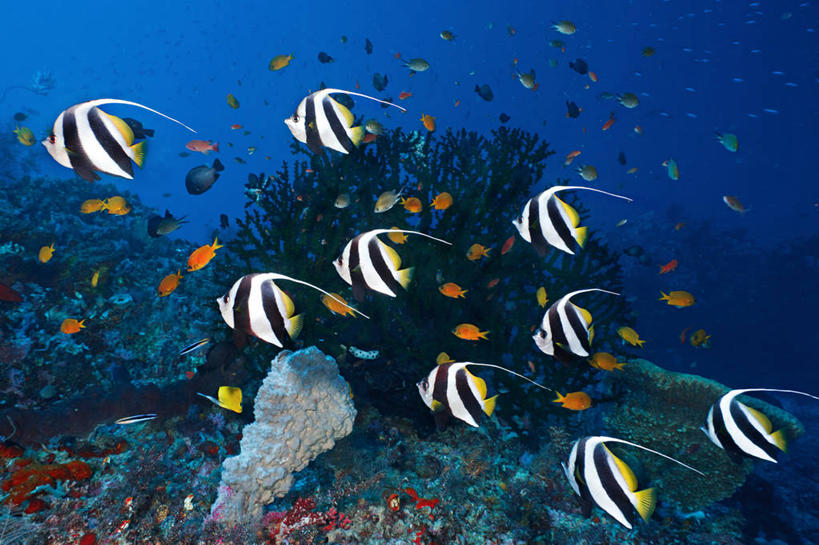 游泳,无人,横图,水下,水,印度尼西亚,印尼,亚洲,一群,许多,条纹,鱼群,珊瑚,很多,鱼类,摄影,东南亚,印度尼西亚共和国,马鲁古省,彩图