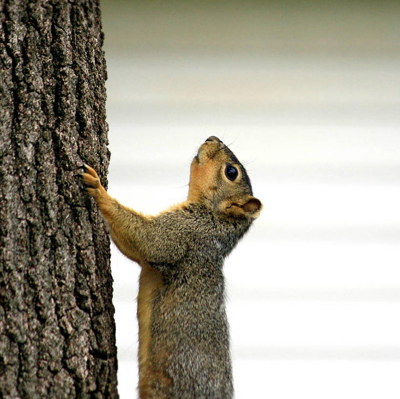 无人,横图,室外,白天,野生动物,美国,树干,松鼠,向上看,摄影,上升,伊利诺斯州,彩图