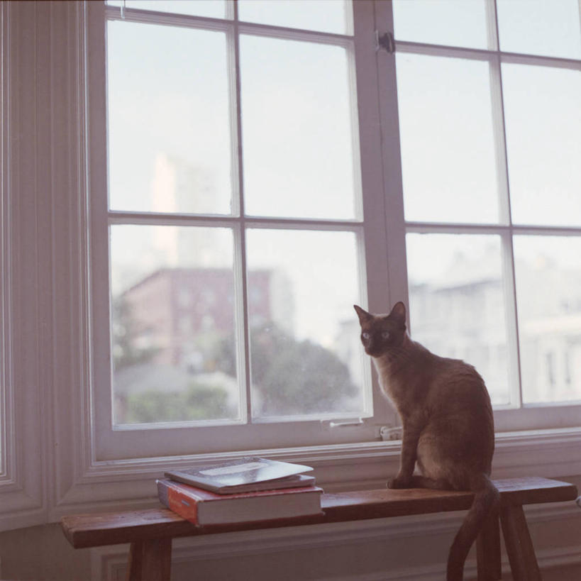 无人,方图,室内,白天,窗户,宠物,猫,美国,长椅,动物,家畜,摄影,加利福尼亚,旧金山,书,彩图