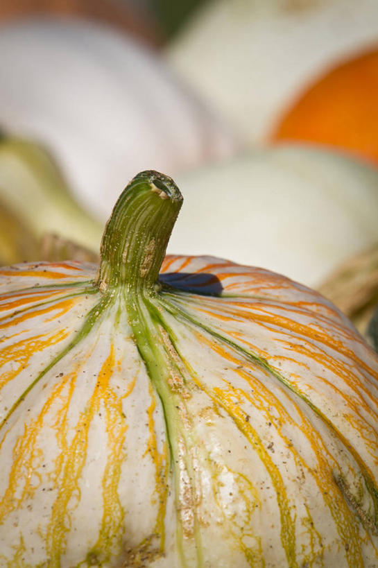 无人,竖图,室外,特写,白天,南瓜,蔬菜,美国,食品,饮食,摄影,清新,伊利诺斯州,彩图