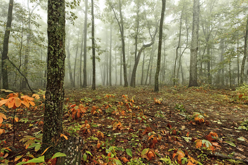 无人,横图,室外,白天,森林,雾,叶子,美国,树干,自然,摄影,宁静,早晨,改变,阿拉巴马州,彩图