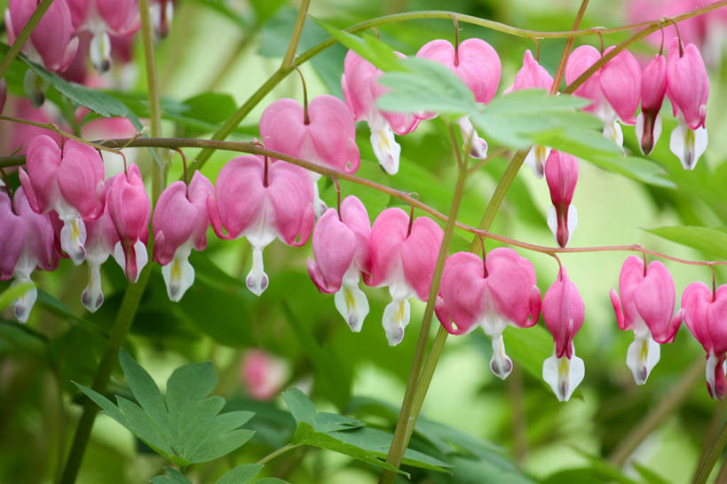 无人,横图,室外,特写,白天,叶子,美国,一排,许多,吊挂,悬挂,整齐,枝,很多,挂,排列,粉色,摄影,生长,园林,脆弱,队列,清新,荷包牡丹,彩图