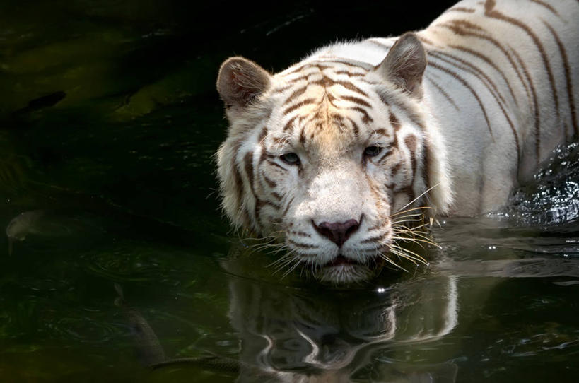 游泳,无人,横图,室外,白天,水,虎,野生动物,新加坡,反射,首都,摄影,部分,肖像,白虎,新加坡市,彩图