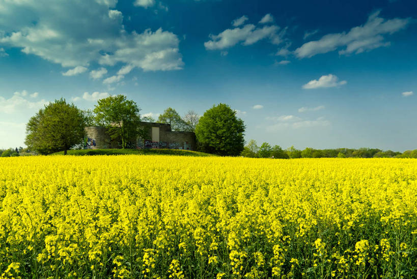 无人,横图,室外,白天,农作物,德国,欧洲,田地,云,草,花,树,天空,自然,油菜花,摄影,宁静,西欧,德意志联邦共和国,巴登.符腾堡,巴登.符腾堡州,巴符州,彩图,芸苔