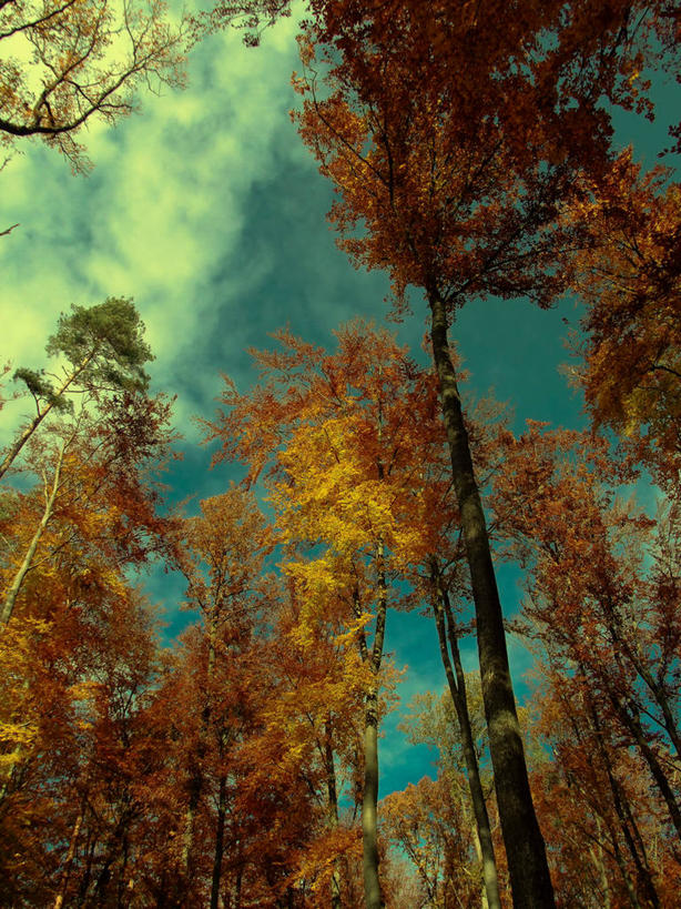 无人,竖图,室外,白天,仰视,德国,欧洲,云,树,天空,自然,摄影,宁静,西欧,改变,德意志联邦共和国,巴登.符腾堡,巴登.符腾堡州,巴符州,秋天,彩图,低角度拍摄