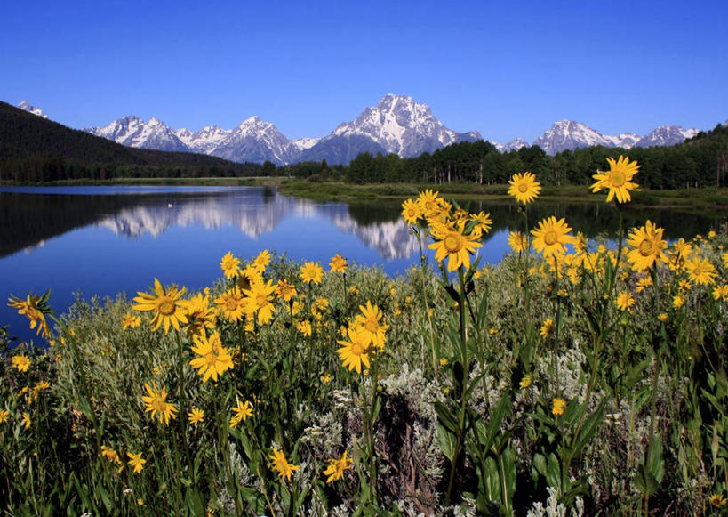 无人,横图,室外,白天,河流,美景,山,山脉,美国,反射,景观,花,黄色,自然,景色,摄影,生长,宁静,国家公园,脆弱,清新,自然风光,怀俄明,万里无云,蛇河,大提顿国家公园,彩图