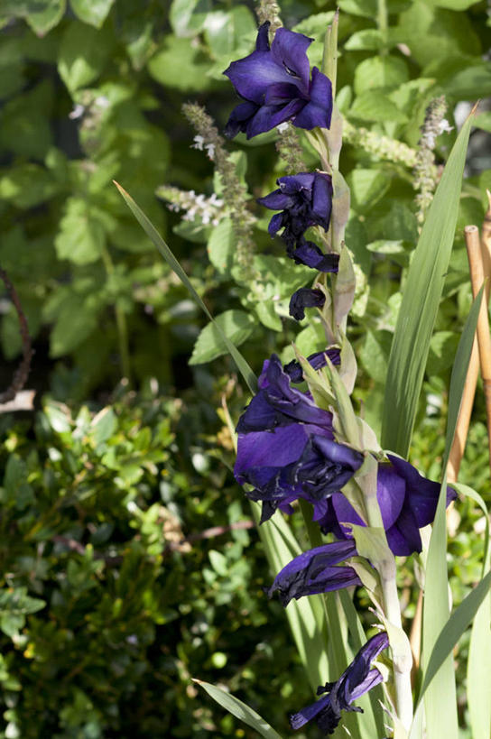 无人,竖图,室外,特写,白天,美景,澳大利亚,庭院,景观,花,紫色,自然,景色,摄影,生长,剑兰,脆弱,清新,自然风光,墨尔本,彩图