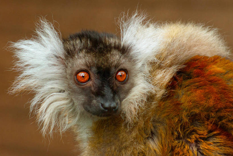 无人,横图,室外,特写,白天,野生动物,猴子,英国,动物,摄影,部分,肖像,彩图