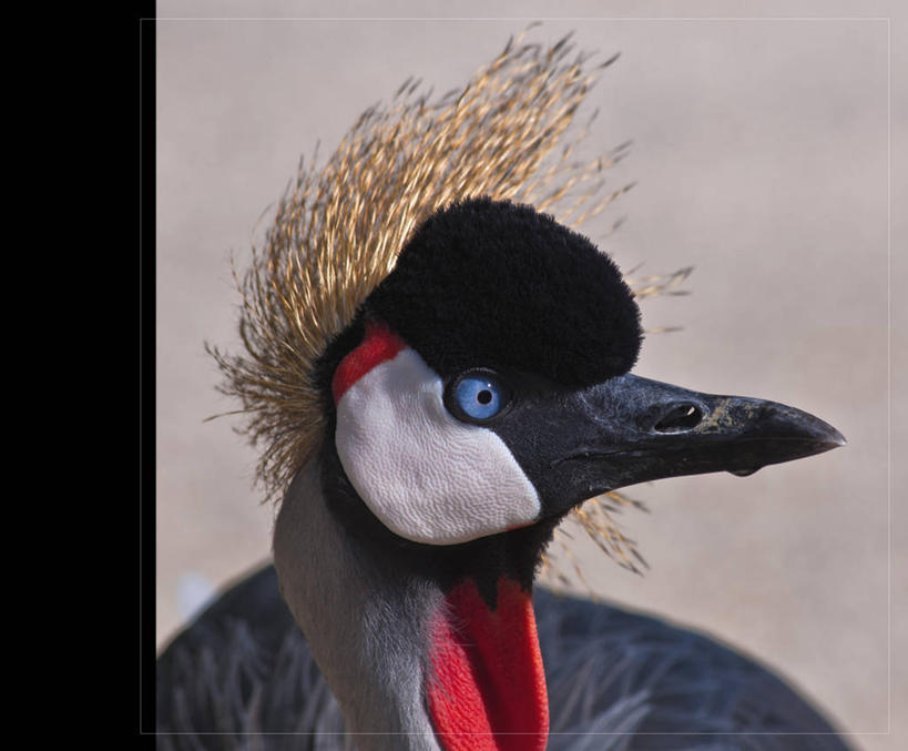 无人,横图,室外,特写,白天,野生动物,法国,鹤,鸟类,摄影,部分,彩图