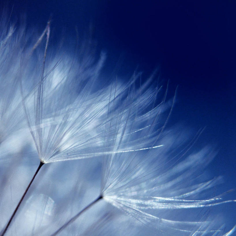 无人,竖图,室外,特写,白天,爱情,蒲公英,斯洛伐克,茎,种子,摄影,生长,脆弱,清新,柔和,开朗,开端,蒲公草,尿床草,黄花地丁,彩图