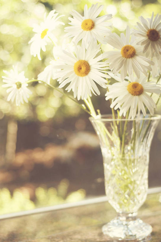 无人,竖图,室内,特写,白天,花瓶,美国,水晶,雏菊,花,摄影,脆弱,清新,彩图