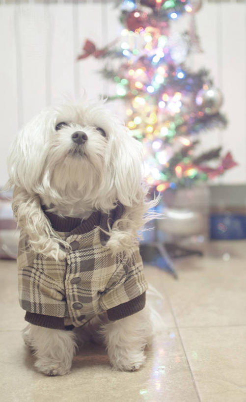 无人,竖图,室内,白天,宠物,狗,圣诞节,庆祝,圣诞树,树,白色,向上看,家畜,摄影,砖地,彩图