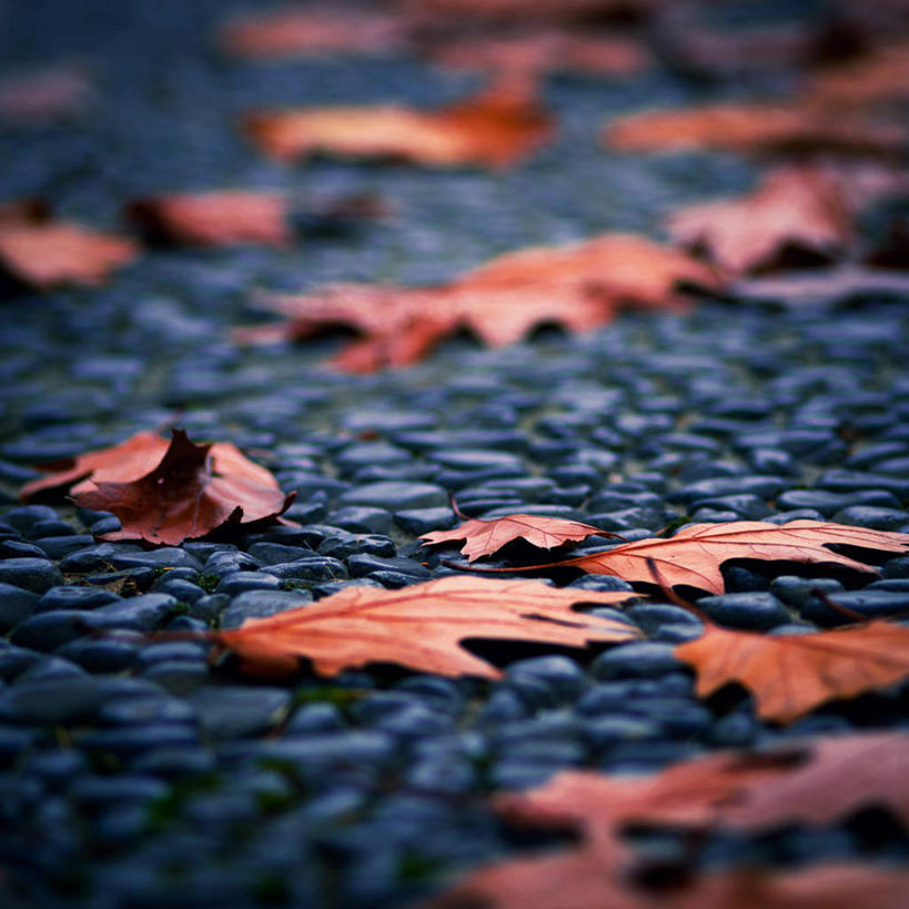 无人,方图,室外,白天,叶子,英国,小路,首都,自然,摄影,改变,秋天,彩图