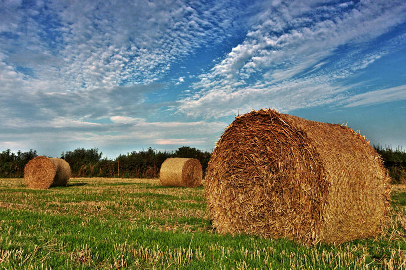无人,横图,室外,白天,农业,美景,英国,景观,田地,云,干草,草,树,天空,自然,草垛,景色,卷起,摄影,生长,宁静,自然风光,威尔士,干草垛,彩图