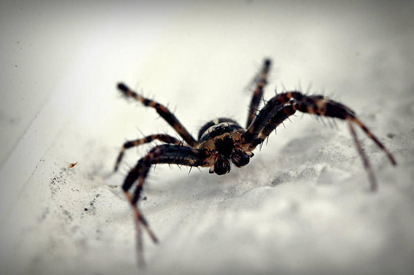 无人,横图,室内,特写,野生动物,德国,蜘蛛,墙,爬,摄影,花园蜘蛛,巴伐利亚,彩图