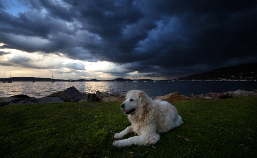 无人,坐,横图,室外,白天,海洋,宠物,狗,澳大利亚,乌云,天气,草,自然,家畜,放松,摄影,悉尼,金毛寻回犬,新南威尔士,彩图