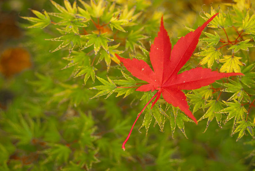 无人,横图,室外,特写,白天,叶子,英国,半空,摄影,落下,脆弱,改变,秋天,彩图