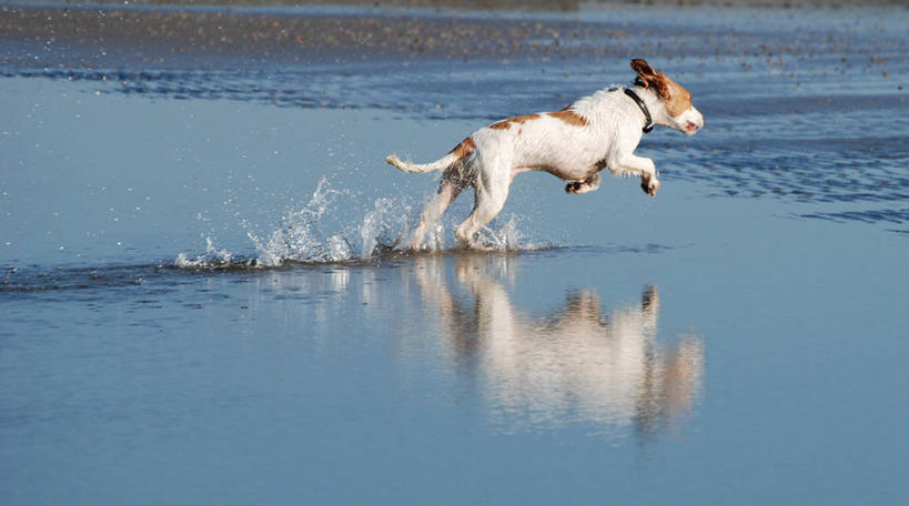 无人,跳,横图,室外,白天,水,宠物,狗,英国,溅,反射,家畜,摄影,英国小猎犬,彩图