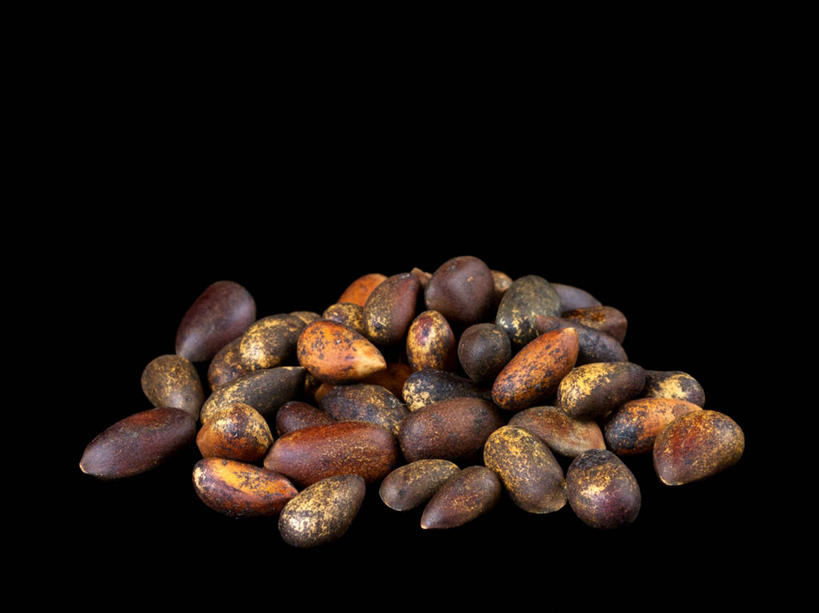 无人,横图,美国,许多,黑色背景,很多,松子,松子仁,饮食,摄影,堆,松仁,清新,健康食物,华盛顿州,松籽仁,彩图,影棚拍摄