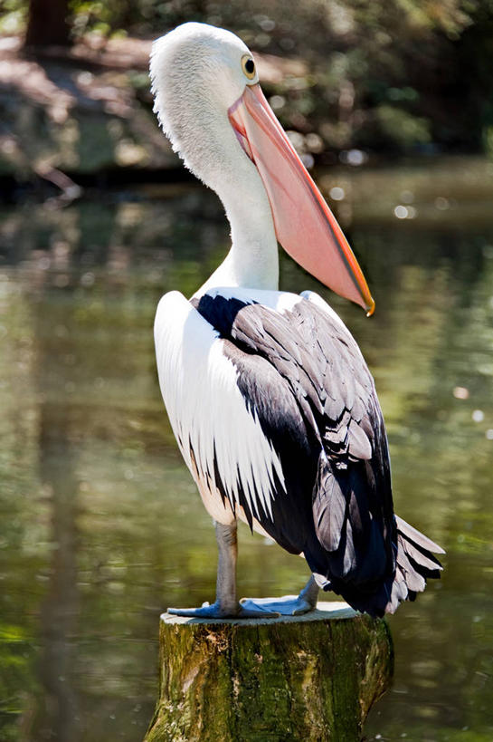 无人,竖图,室外,特写,白天,水,野生动物,澳大利亚,树桩,摄影,鹈鹕,彩图