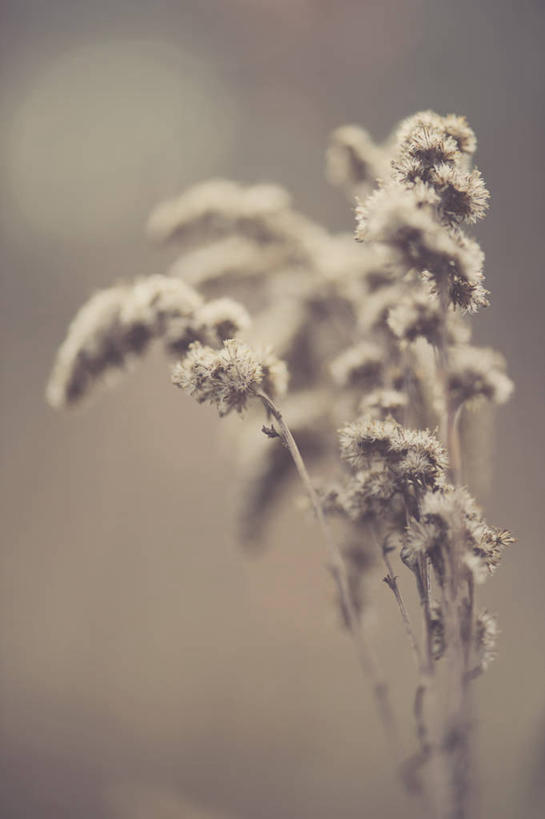 无人,竖图,室外,特写,白天,美国,冬天,自然,摄影,脆弱,干的,维吉尼亚,秋麒麟草,孤独,彩图