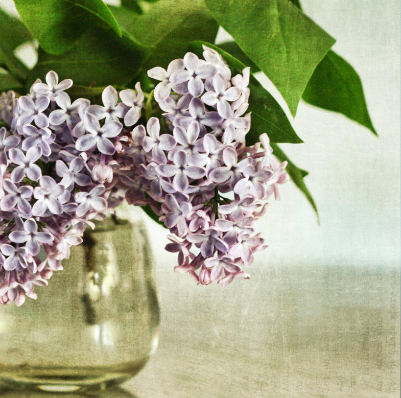 无人,横图,特写,花瓶,叶子,德国,欧洲,纹路,纹理,花,紫色,摄影,脆弱,西欧,清新,德意志联邦共和国,肌理,北威州,北莱茵.威斯特法伦州,鲁尔,鲁尔工业区,鲁尔区,奥伯豪森,彩图