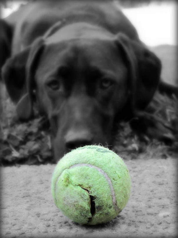 无人,躺,竖图,黑白,分离着色,室外,特写,白天,正面,宠物,狗,美国,球,绿色,黑色,动物,家畜,摄影,华盛顿州,悲哀