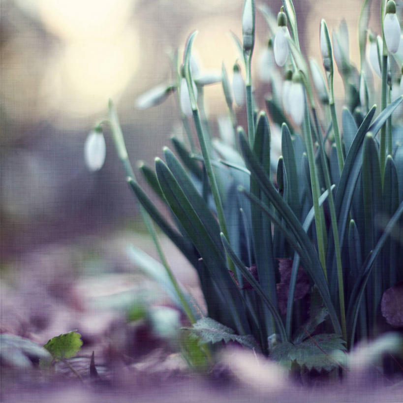 无人,横图,室外,白天,叶子,德国,欧洲,纹路,纹理,草,花,绿色,自然,摄影,生长,脆弱,西欧,雪花莲,德意志联邦共和国,肌理,北威州,北莱茵.威斯特法伦州,鲁尔,鲁尔工业区,鲁尔区,奥伯豪森,彩图
