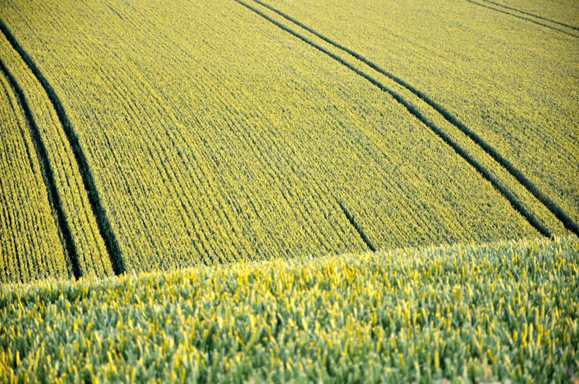 无人,横图,俯视,室外,白天,农业,小麦,美景,英国,中国,亚洲,景观,田地,谷类,云南,自然,夏天,景色,摄影,生长,自然风光,东亚,云南省,中华人民共和国,西南地区,滇,文山,文山州,文山壮族苗族自治州,式样,彩图,高角度拍摄,丘北县,南丘村