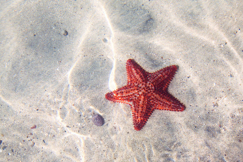 无人,横图,俯视,水下,水,海星,沙子,红色,摄影,马提尼克岛,彩图,高角度拍摄,法国海外领土