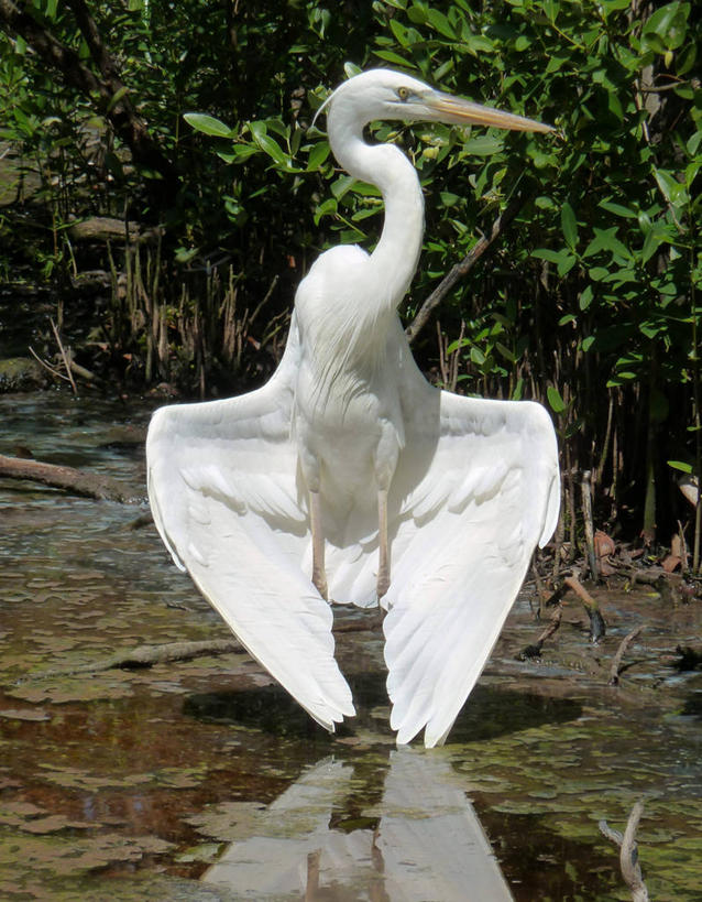 无人,竖图,室外,白天,野生动物,美国,反射,鸟类,摄影,北美,北美洲,美洲,大蓝苍鹭,佛罗里达,佛罗里达州,佛州,阳光州,北亚美利加洲,亚美利加洲,死水,彩图,美利坚合众国