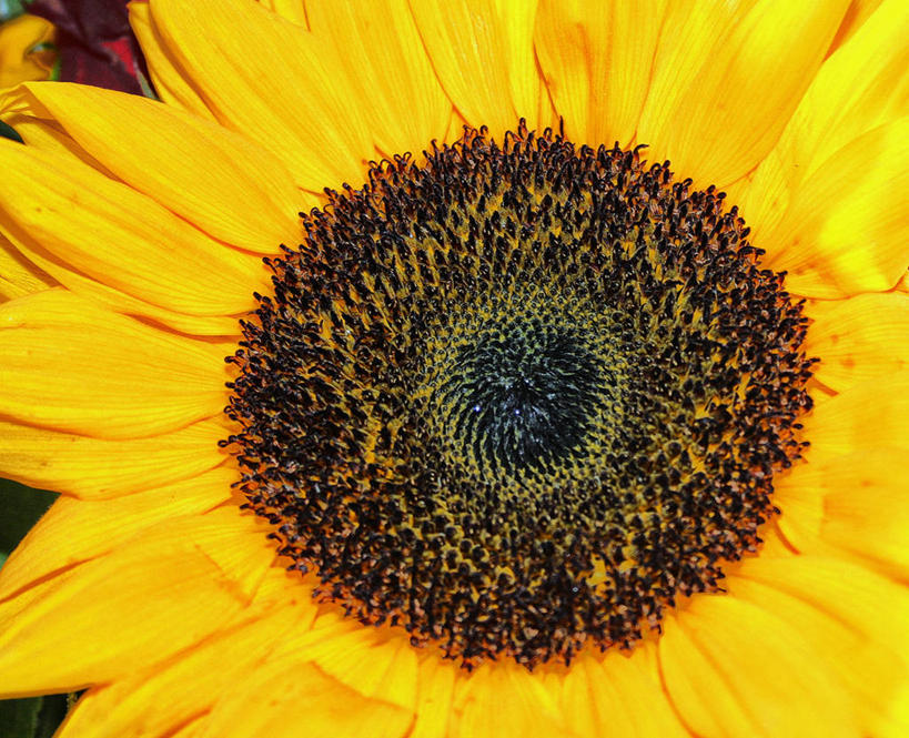 无人,横图,室外,特写,白天,向日葵,英国,欧洲,盛开,花蕾,英格兰,花,花瓣,花朵,鲜花,一朵,黄色,花苞,花蕊,摄影,脆弱,雄蕊,西欧,清新,大不列颠,大不列颠及北爱尔兰联合王国,大不列颠及爱尔兰联合王国,萨塞克斯,萨塞克斯郡,苏塞克斯,东萨塞克斯郡,彩图,大不列颠王国,大英帝国,联合王国,日不落帝国