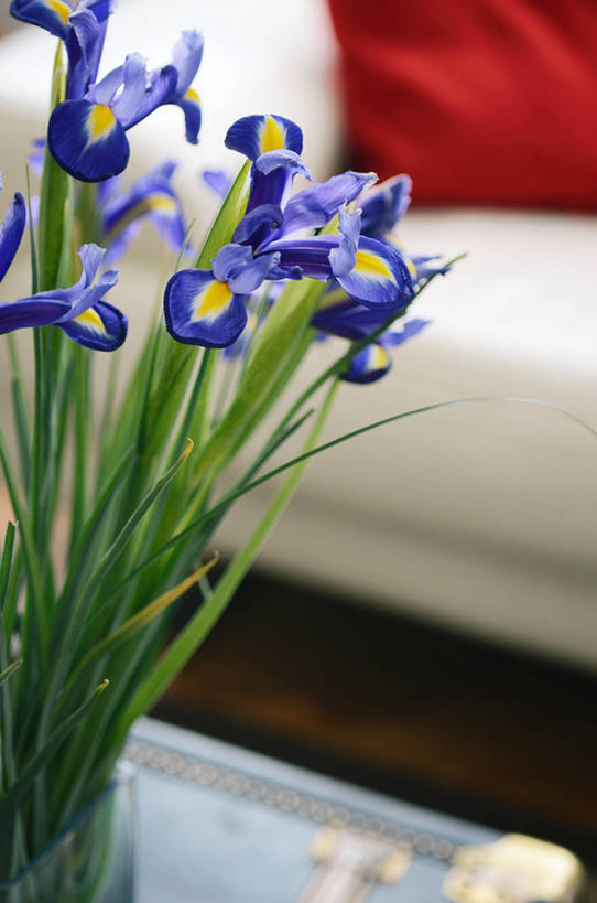 无人,竖图,室内,特写,沙发,花瓶,意大利,花,蓝色,摄影,脆弱,鸢尾,清新,米兰,彩图