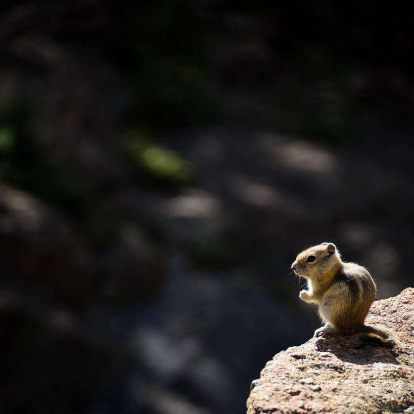 无人,方图,室外,特写,白天,侧面,野生动物,日光,美国,摄影,花栗鼠,科罗拉多州,岩石,彩图,独处