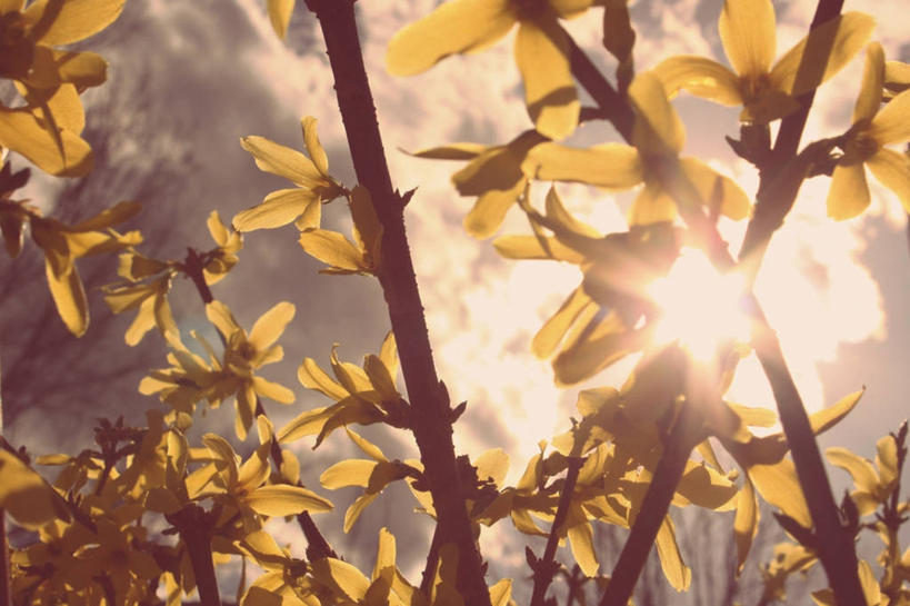 无人,横图,室外,特写,镜头眩光,美景,连翘,叶子,日光,美国,景观,枝,风景,自然,黄昏,景色,摄影,脆弱,清新,自然风光,布卢明顿,青翘,落翘,连壳,黄奇丹,黄花条,彩图